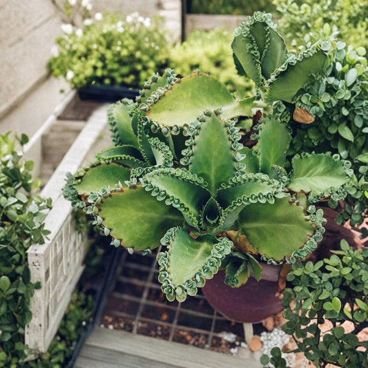 Mother of Thousands Succulent – Kalanchoe daigremontiana Live Plant | 2 Inch Pot | Baby Plant Succulent | Easy Care Houseplant
