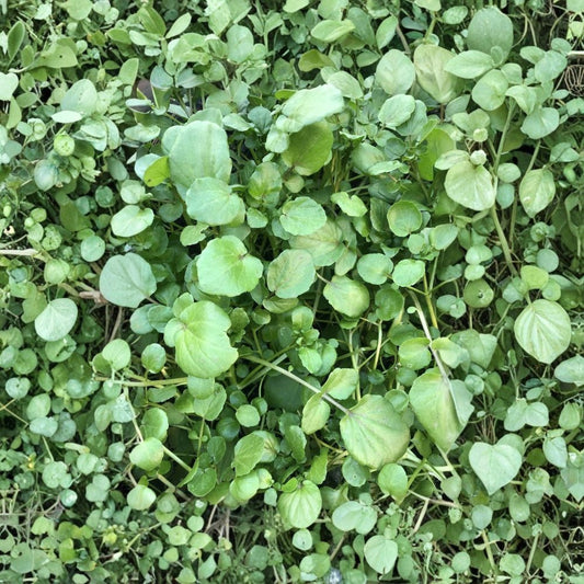 10 Watercress Live Plants | Rooted Bare Root Vegetable Plants | Ready to Plant | Fresh Herb Garden Starter | Edible Garden | Nasturtium officinale