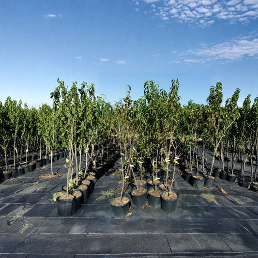 Flavortop Nectarine Tree – Prunus persica var. nucipersica Live Tree | 4–6 Feet Tall | Sweet Freestone Nectarines | Self-Fertile Fruit Tree | Home Orchard Favorite