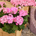Geranium Pink Flame Starter Plant – Live Flowering Plant | 5–7 Inches Tall | Vibrant Pink & Red Blooms | Patio & Indoor Friendly | Easy to Grow