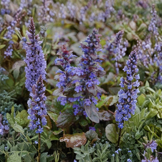 Bugleweed – Ajuga reptans Live Bare Root Plants | Set of 20 | Fast-Growing Ground Cover | Blue Flowering Perennial
