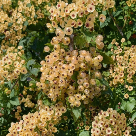 Primus White Currant – Ribes rubrum 'Primus' Live Bare Root Starter Plant | Sweet Edible Berry Shrub