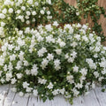 Arabian Jasmine Plant – Jasminum sambac Live Starter | Rooted Fragrant Jasmine in Pot | Indoor Outdoor Tropical Flowering Plant