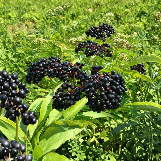 American Elderberry – Sambucus canadensis Live Rooted Starter Plant | USDA Zones 4–9 | Edible Berry Shrub | No Pesticides Used | Easy to Grow