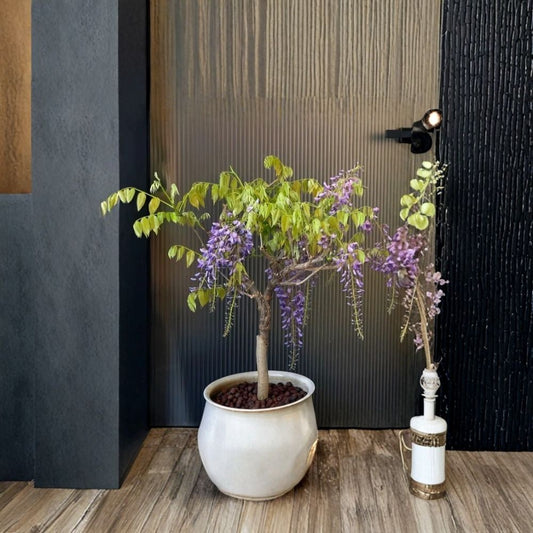 Purple Wisteria Climbing Vine Sapling – Bare Root Live Plant | Fragrant Perennial Flowering Vine | Trellis, Arbor & Fence Climber