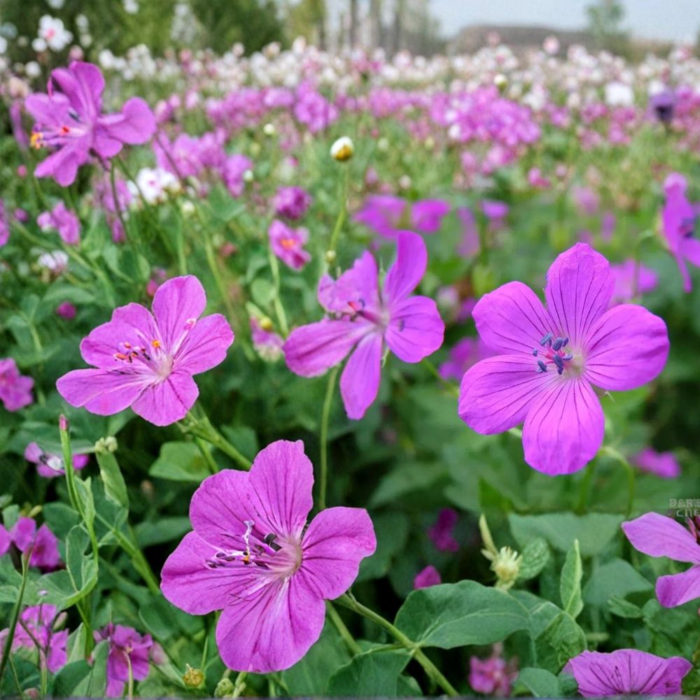Danny Boy Geranium Seeds – 25+ Premium Pelargonium Flower Seeds | Colorful Garden & Patio Blooms | Easy Grow Flowers