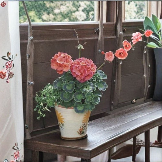 Geranium Maverick Coral – Pelargonium Seeds | 1,000 Seeds | Bright Coral Orange Blooms | Robust Garden Geranium | Pot & Landscape Friendly | Easy to Grow