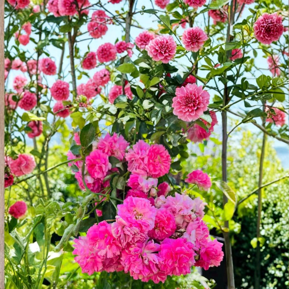 Seven Sisters Rose – Rosa multiflora Live Plant | Heirloom Pink Rambler Climbing Rose | Fragrant Cottage Garden Vine | Potted Rose