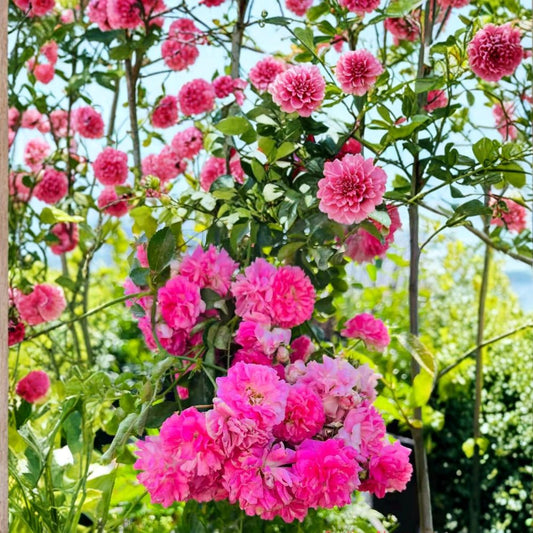 Seven Sisters Rose – Rosa multiflora Live Plant | Heirloom Pink Rambler Climbing Rose | Fragrant Cottage Garden Vine | Potted Rose
