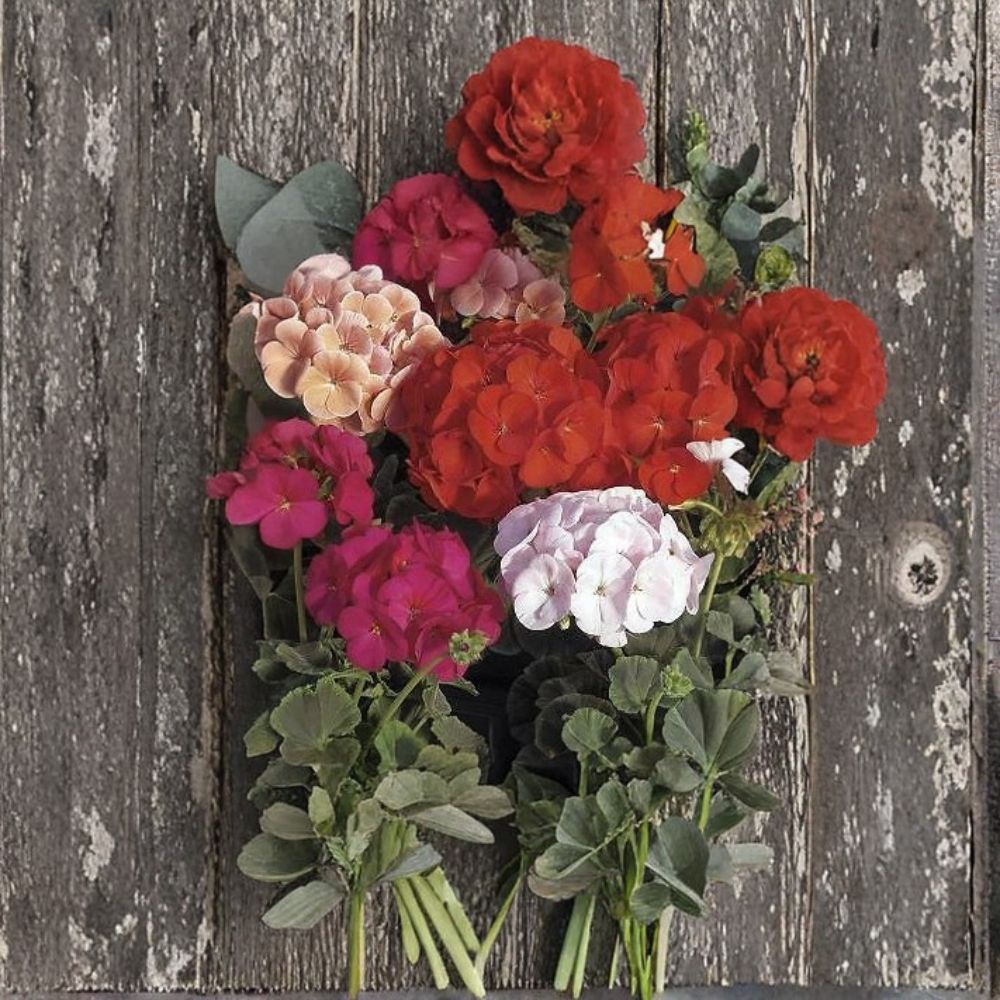Bullseye Mix Geranium Seeds – 100 Premium Pelargonium Seeds | Chocolate Leaf Zonal Geranium Mix