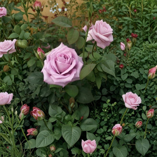 Blue Girl Rose – Mauve Lavender Live Bush Plant | 3 Gallon Size | Hybrid Tea Rose Shrub | Elegant Fragrant Blooms | Easy to Grow Garden Rose