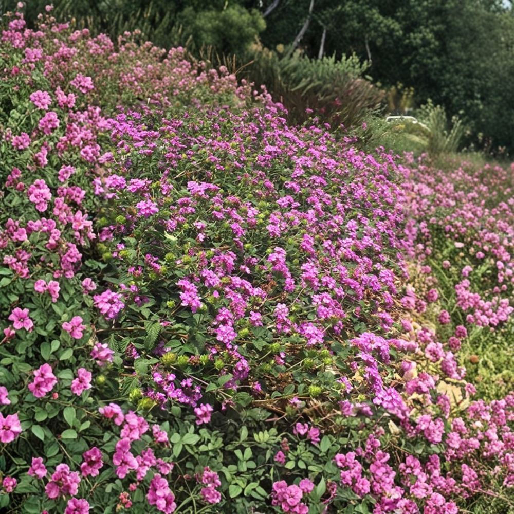 Purple Trailing Lantana Live Plant – 1 Gallon Fully Rooted | Drought-Tolerant Groundcover Vine | Heat Loving Landscape Plant