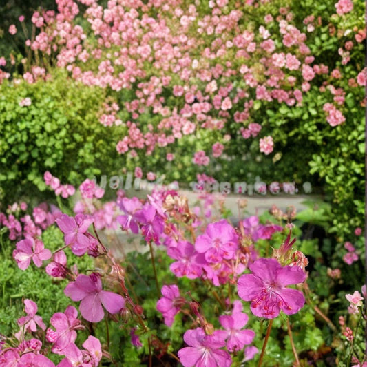 Westray Geranium Seeds – 25+ Premium Flower Seeds | Colorful Garden Blooms | Patio & Balcony Friendly | Easy to Grow