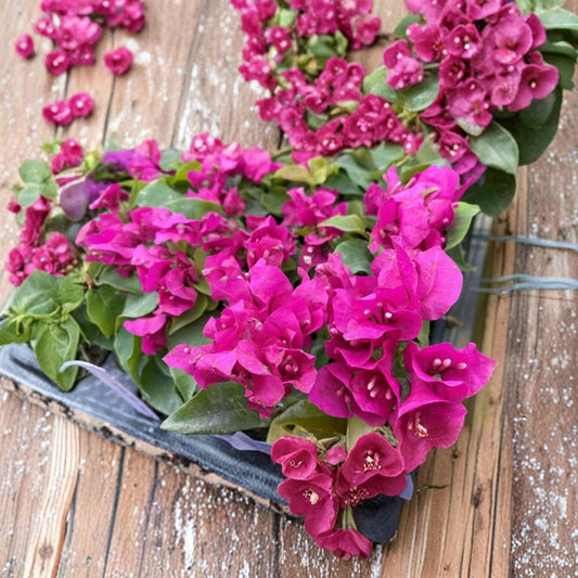 Vera Deep Purple Bougainvillea Live Starter Plant | Well Rooted | 3 Inch Pot | Tropical Flowering Plant | Purple Blooms | Container Garden