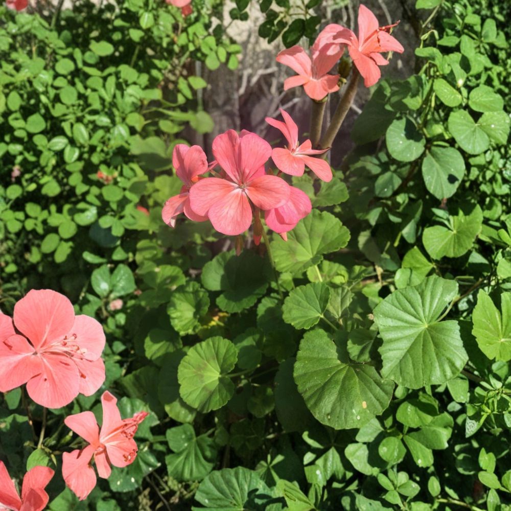 Salmon Pink Zonal Geranium Cuttings – 4 Live Pelargonium Plant Starters | 8 Inch Fresh Geranium Cuttings | Hardy Blooming Flower