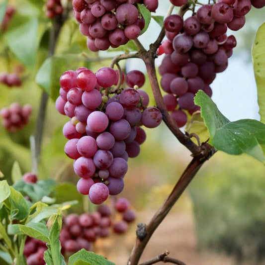 Yates Grape Cuttings – 5 Pack | Vitis rotundifolia (Muscadine) | Sweet Seeded Table Grape | Cold Hardy Southern Vine | Grow Your Own Vineyard