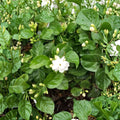 Arabian Jasmine Plant – Jasminum sambac Live in 1/2 Gallon Pot | Fragrant White Flowering Shrub | Indoor Outdoor Tropical Plant