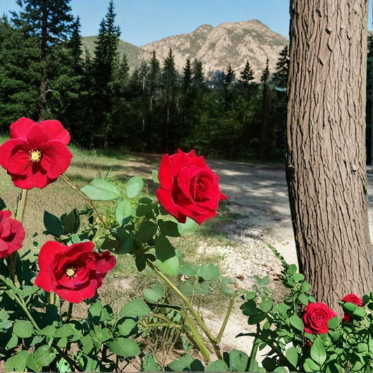 Climbing Don Juan Rose – Rosa Live Climbing Rose | 5 Gallon Size | Fragrant Red Blooms | Vigorous Climbing Rose | Trellis & Arbor Garden Favorite