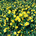 Carolina Jasmine – Gelsemium sempervirens Live Starter Plant | 4–6 Inches Tall | Yellow Jessamine Vine | Fragrant Climbing Plant | No Pot