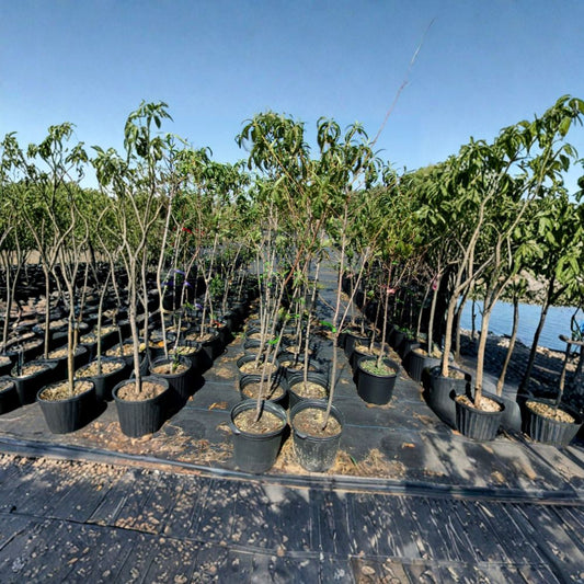 Jefferson Peach Tree – Prunus persica Live Tree | 4–6 Feet Tall | Sweet Juicy Freestone Peaches | Disease Resistant Fruit Tree | Self-Pollinating