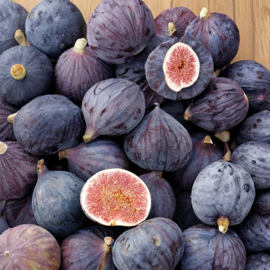 LSU Purple Fig Tree – Ficus carica Live Starter Plant | Well-Rooted in Nursery Pot | Edible Fruit Tree | Patio & Backyard Friendly | Easy to Grow