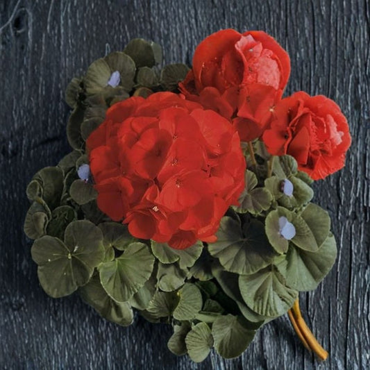 Geranium Bullseye Scarlet – Pelargonium Seeds | 100 Seeds | Scarlet Blooms & Chocolate Foliage | Premium Pot Variety | Easy to Grow