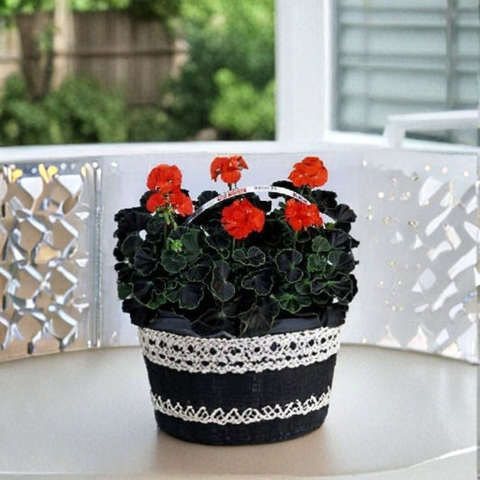 Geranium Black Velvet Red – Pelargonium Seeds | 100 Seeds | Chocolate & Green Foliage | Bright Red Blooms | Container & Patio Friendly | Easy to Grow