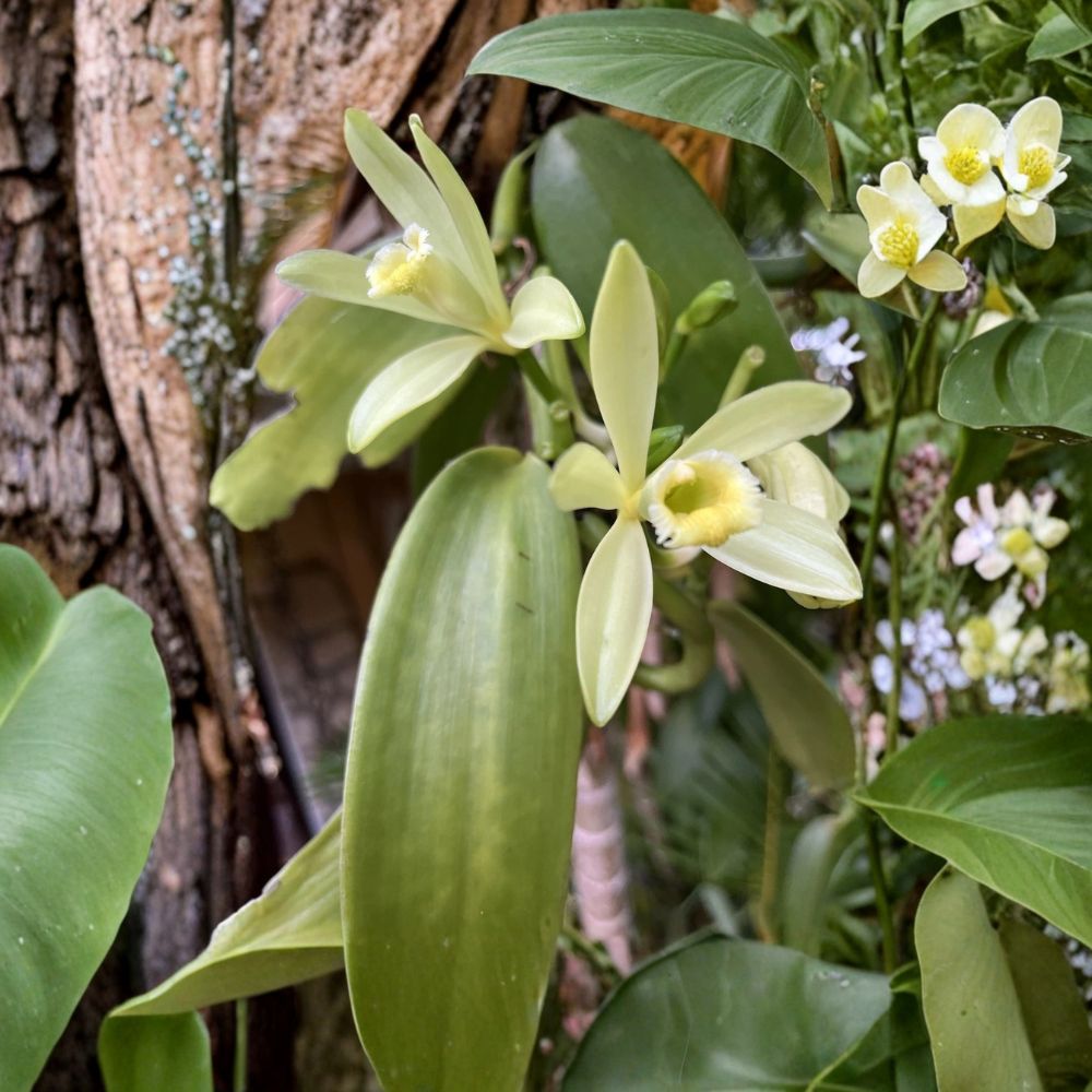 Vanilla Bean Orchid – Vanilla planifolia Live Rooted Plant | 15+ Inches Long | Bare Root | Tropical Climbing Orchid