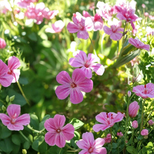 Herb Robert Seeds – Geranium Robertianum | Shade Loving Medicinal & Edible Wildflower | Pollinator Friendly Cranesbill