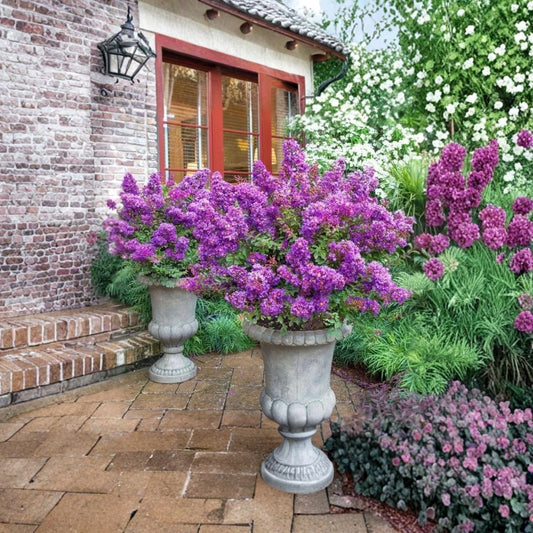 Purple Crape Myrtle – 5 Live Bare Root Starter Plants | 12–18 Inches Tall | Flowering Shrub | Landscape Ready