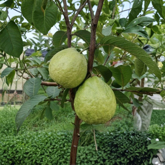 Guava Tree – Psidium guajava Live Bare Root Sapling | Tropical Fruit Tree | Home Garden Plant