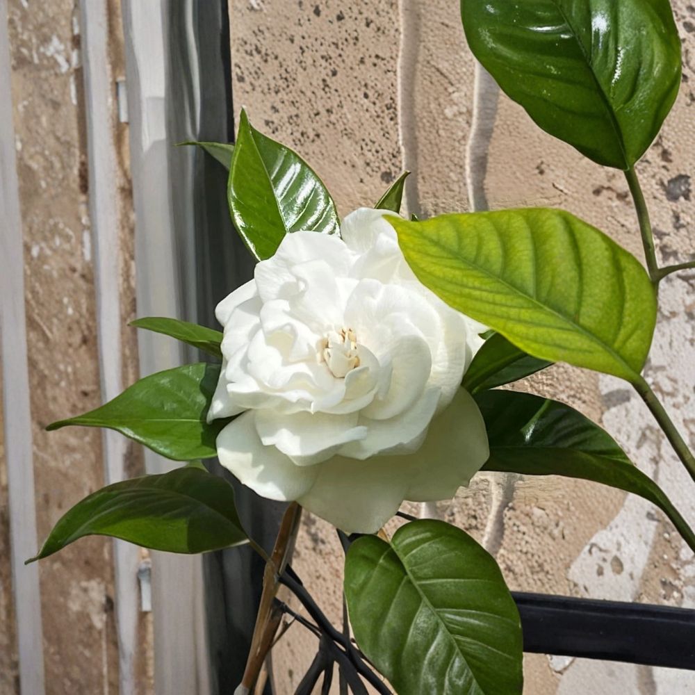 Gardenia Cuttings – Gardenia jasminoides Unrooted Cuttings | 5–8 Inch Length | 10 Pack Heirloom August Beauty Cape Jasmine | Fragrant Shrub Starter