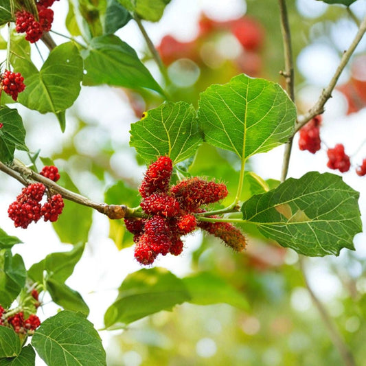 2 Red Mulberry Live Plants – Morus rubra | 4–6 Inch Fruit Tree Starters | Edible Berry Tree | No Pot