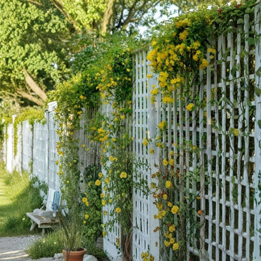 Yellow Carolina Jasmine – Gelsemium sempervirens Live Plant | 1 Quart | Evergreen Flowering Vine | Fragrant Yellow Blooms | Trellis & Arbor Plant | Hardy Vine
