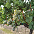 Sauvignon Blanc Grape Vine – Live Potted Plant | White Wine Grape Variety | Crisp Aromatic Vineyard Vine | Home Winemaking & Garden Trellis