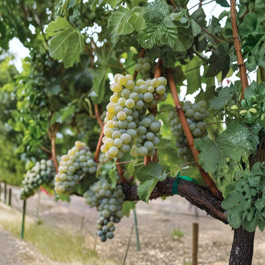 Sauvignon Blanc Grape Vine – Live Potted Plant | White Wine Grape Variety | Crisp Aromatic Vineyard Vine | Home Winemaking & Garden Trellis