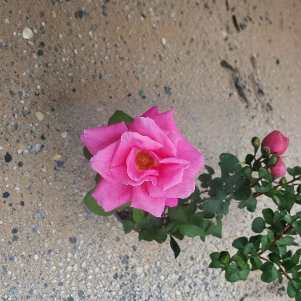 Perfume Delight Hybrid Tea Rose – Rosa Live Bush Plant | 5 Gallon Size | Fragrant Pink Blooms | Classic Hybrid Tea Rose | Garden & Landscape Favorite