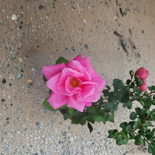 Perfume Delight Hybrid Tea Rose – Rosa Live Bush Plant | 5 Gallon Size | Fragrant Pink Blooms | Classic Hybrid Tea Rose | Garden & Landscape Favorite