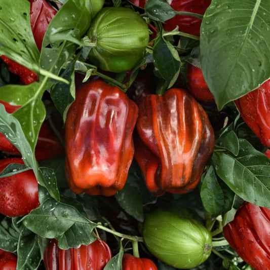 2 Candy Cane Chocolate Cherry Pepper Live Plants – 3–5 Inch Starters | Sweet Edible Pepper | Variegated Foliage | No Pot