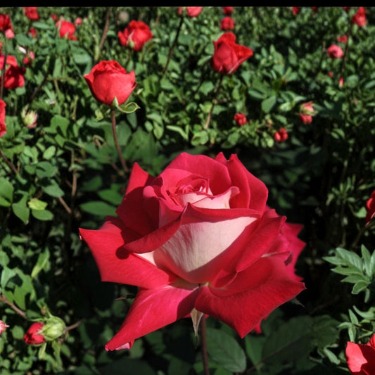 Love Grandiflora Rose – Ruby Red & White Live Bush Plant | 5 Gallon Size | Fragrant Grandiflora Rose Shrub | Large Bi-Color Blooms | Easy to Grow Garden Rose