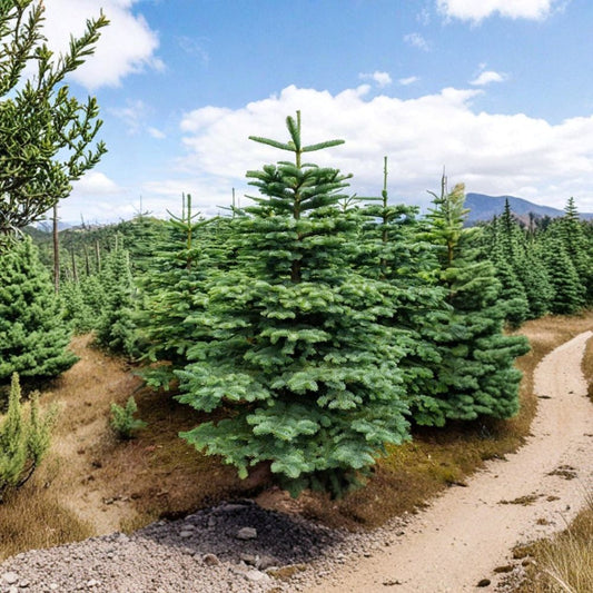 Noble Fir Live Tree – Abies procera | 6–14 Inches Tall | Christmas Tree Starter | Evergreen Conifer | No Pot | Free Shipping
