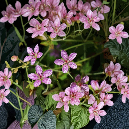 Geranium yoshinoi Seeds – Hardy Creeping Geranium Flower Seeds | Pink Groundcover Perennial