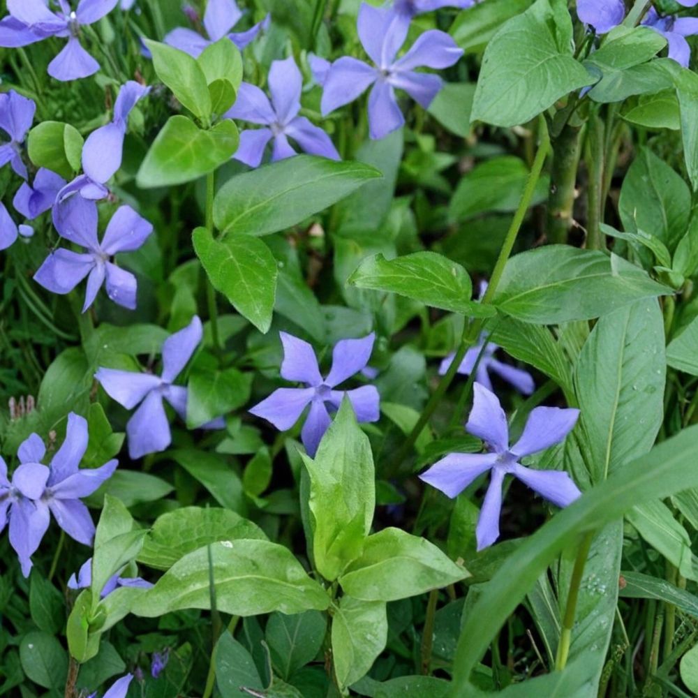 Vinca Minor Periwinkle Live Plants – 25+ Bare Root Plants | Evergreen Ground Cover | Creeping Myrtle | Drought Tolerant | Easy to Grow