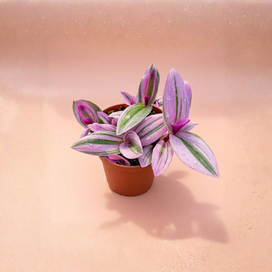 Tradescantia Nanouk – Tradescantia albiflora 'Nanouk' Live Plant | 4 Inch Nursery Pot | Pink & Purple Houseplant | Easy Care Indoor Plant