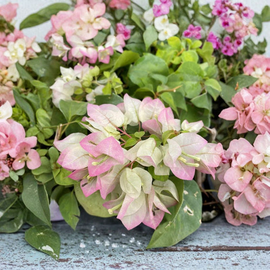 Yani’s Delight Bougainvillea Live Starter Plant | Well Rooted | 3 Inch Pot | Tropical Flowering Plant | Bougainvillea Vine | Starter Plant