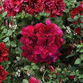 Burgundy Geranium Starter Plant – Live Flowering Geranium | Deep Burgundy Blooms | Patio & Container Friendly | Easy to Grow Ornamental Plant