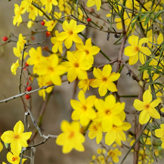 Winter Jasmine Plant – Jasminum nudiflorum Live in Quart Pot | Yellow Winter Blooming Vine | Easy Grow Hardy Shrub | Outdoor Groundcover