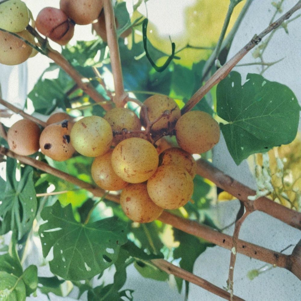 Light Scuppernong Muscadine Grape Vine – Vitis rotundifolia Live Plant | 4–6 Feet Tall | Bronze Muscadine Grapes | Vineyard & Backyard Friendly | Requires Pollinator