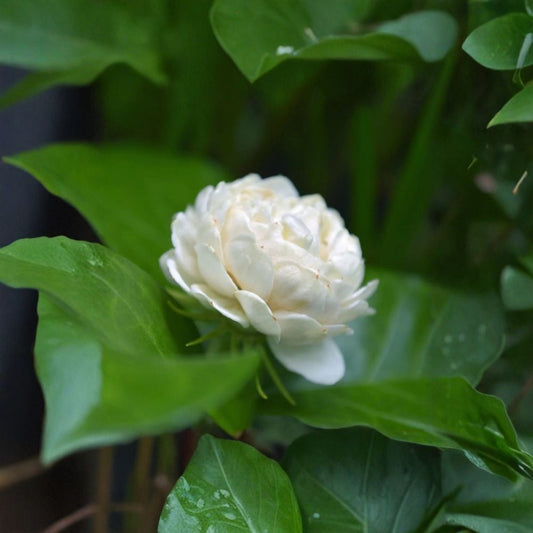 Grand Duke of Tuscany Jasmine – Jasminum sambac Live Starter Plant | 4–6 Inches Tall | Double White Fragrant Flowers | Arabian Jasmine