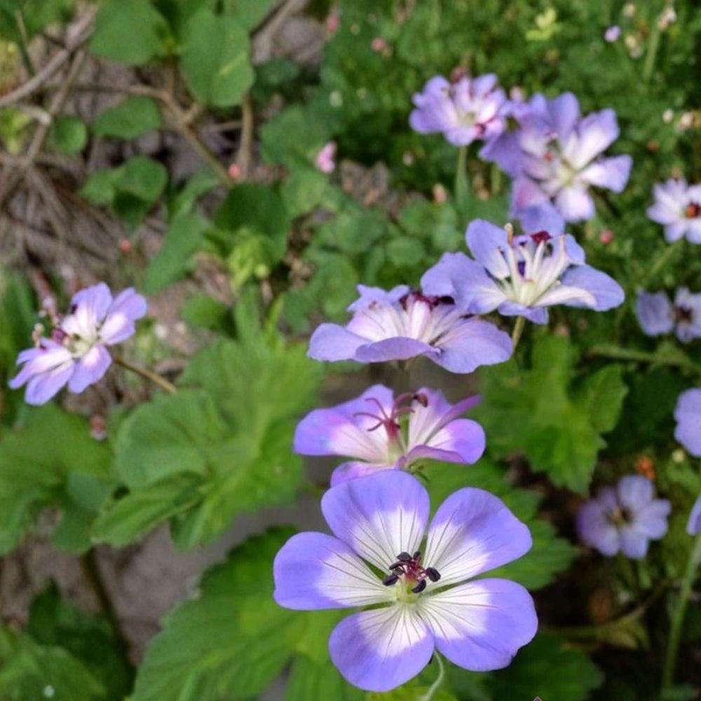 Buxton's Blue Geranium Seeds – 25+ Premium Flower Seeds | Colorful Garden Blooms | Patio & Balcony Friendly | Easy to Grow